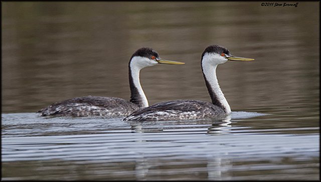 _1SB9903 western grebes.jpg
